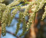 Aconogonon alpinum. Часть соцветия. Республика Алтай, Чемальский р-н, закустаренный смешанный лес в низкогорьях на высоте около 600 м н.у.м. 20.06.2010.