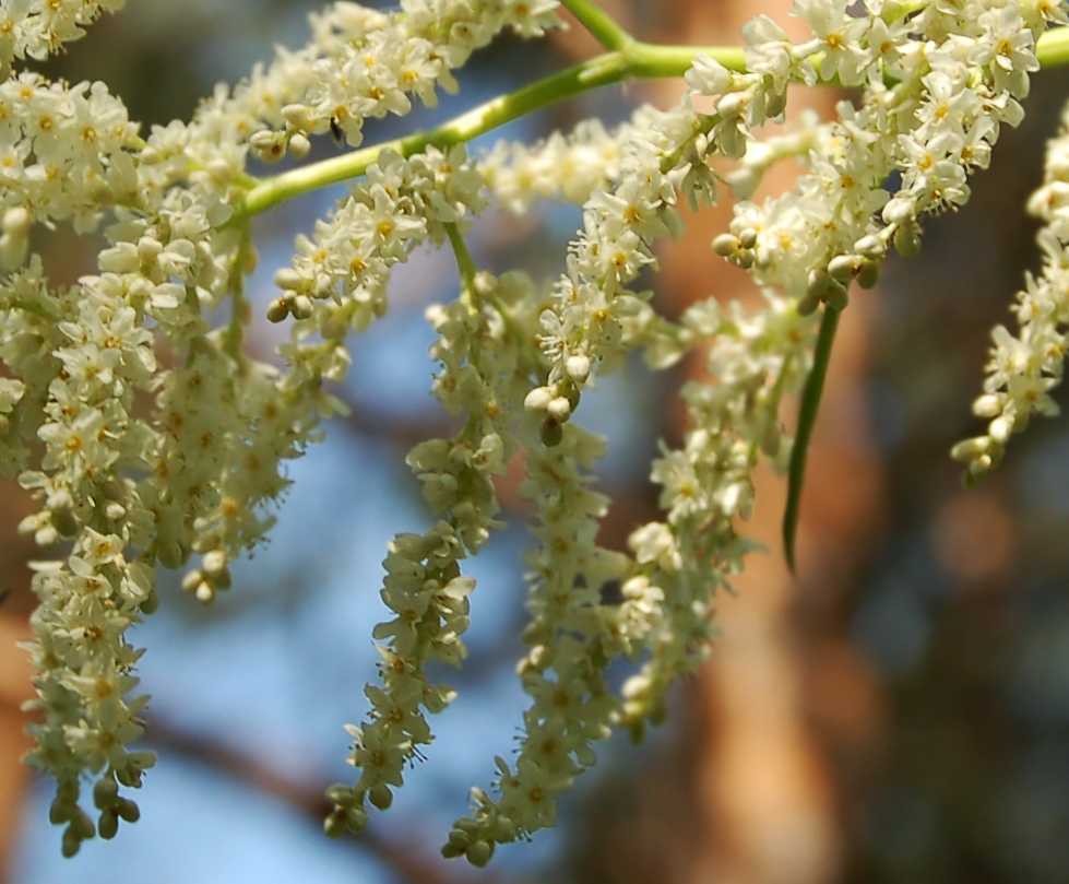 Изображение особи Aconogonon alpinum.