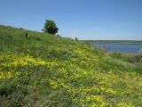 Linum czernjajevii. Аспект цветущих растений. Ростовская обл., Октябрьский р-н, долина р. Аюта, берег пруда Терновый Яр, степной склон. 23.05.2021.