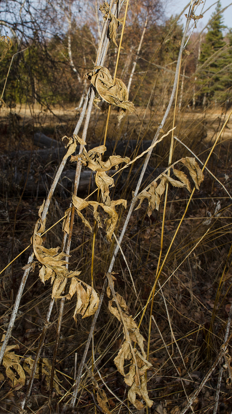Image of genus Serratula specimen.