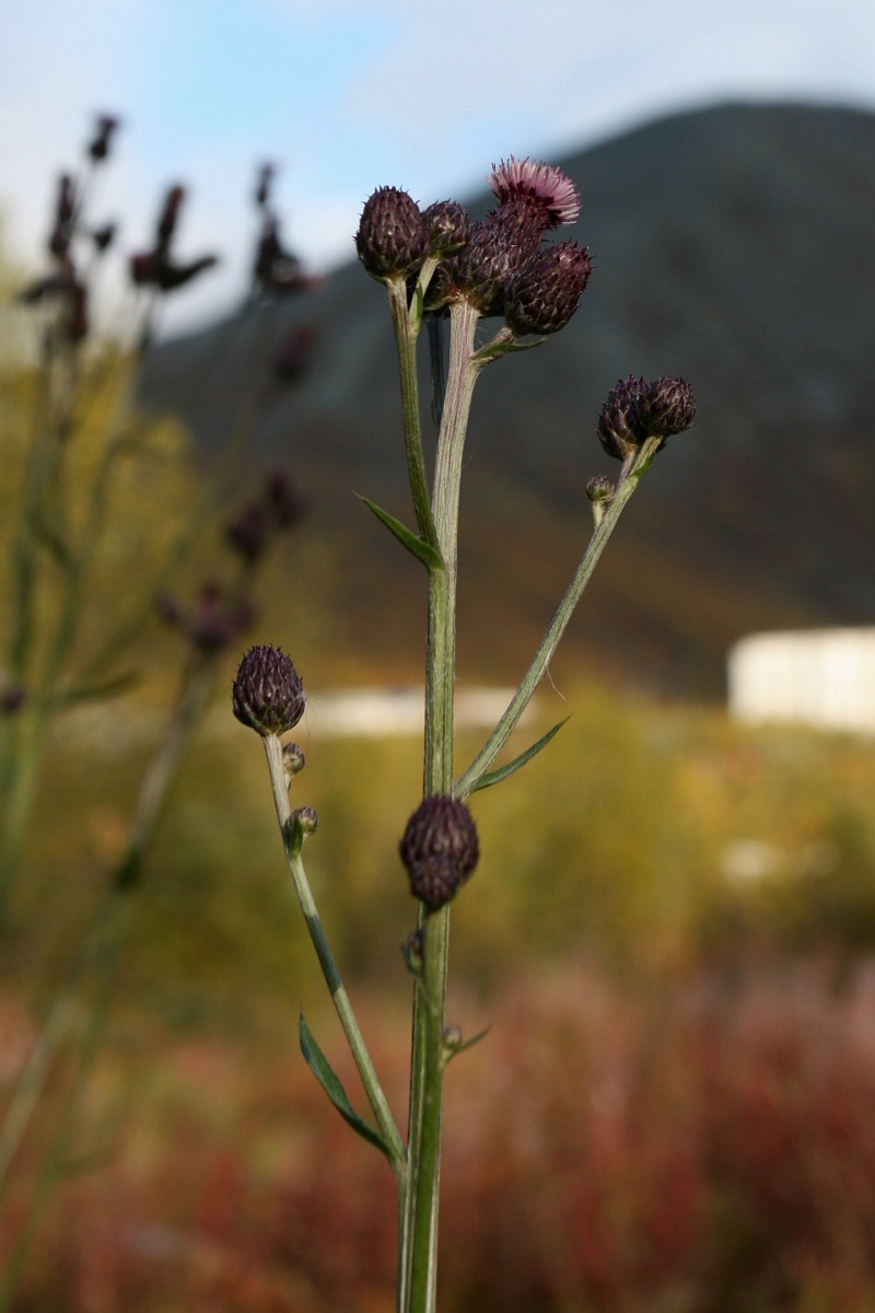 Изображение особи Cirsium setosum.