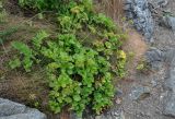Ligusticum scoticum. Плодоносящее растение. Приморье, окр. г. Находка, бухта Прозрачная, подножие осыпающегося каменистого склона. 28.07.2021.