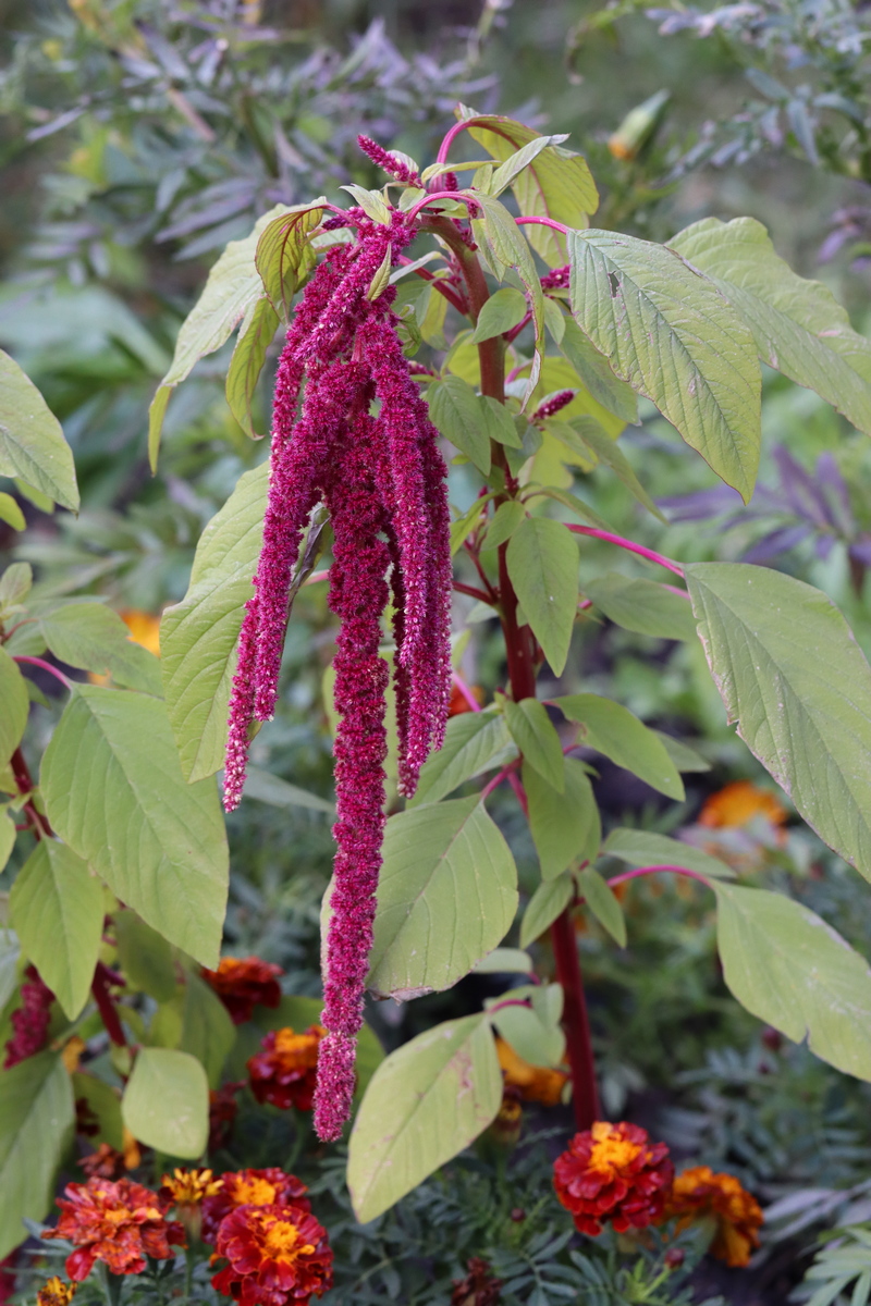 Image of Amaranthus caudatus specimen.