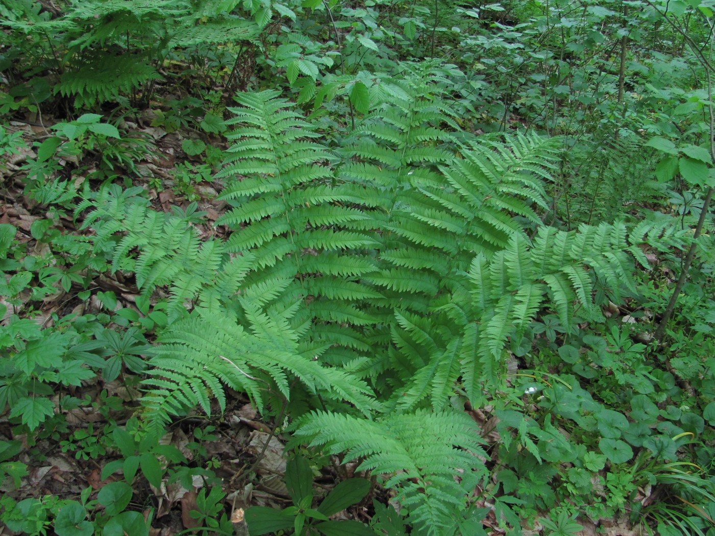 Изображение особи Dryopteris filix-mas.