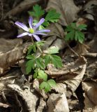 Anemone caucasica. Цветущее растение в грабовом лесу. Азербайджан, Гёйгёльский р-н, с. Зурнабад. 16.04.2010.