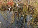 Juncus filiformis. Плодоносящие растения в микроозерке. Мурманская обл., Кольский р-н, долина р. Юринга ниже моста по дороге на Рыбачий п-ов, травяно-кустарничковый березняк близ берега. 23.09.2021.