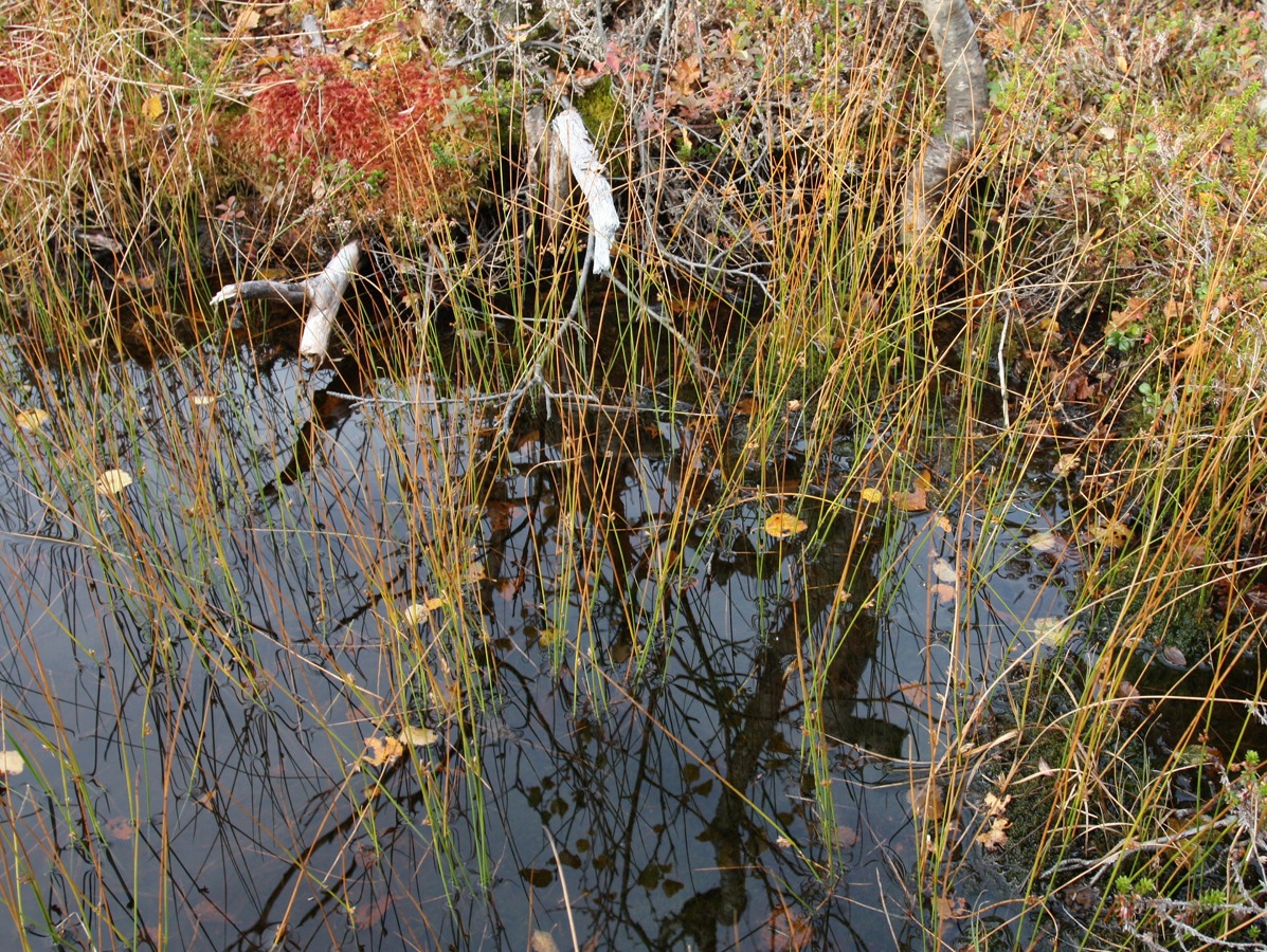 Изображение особи Juncus filiformis.