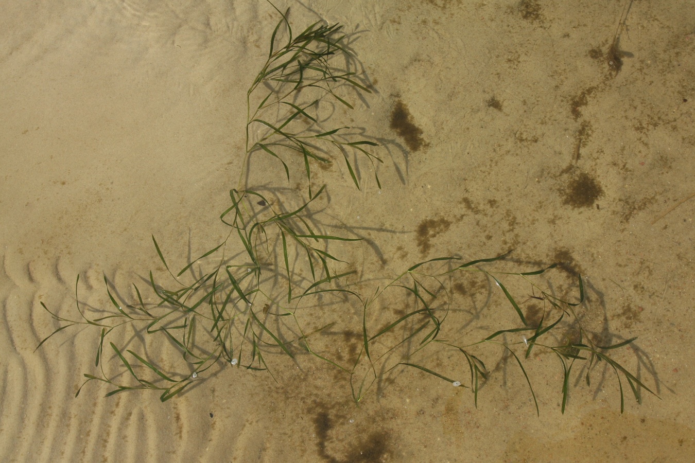 Image of Potamogeton compressus specimen.