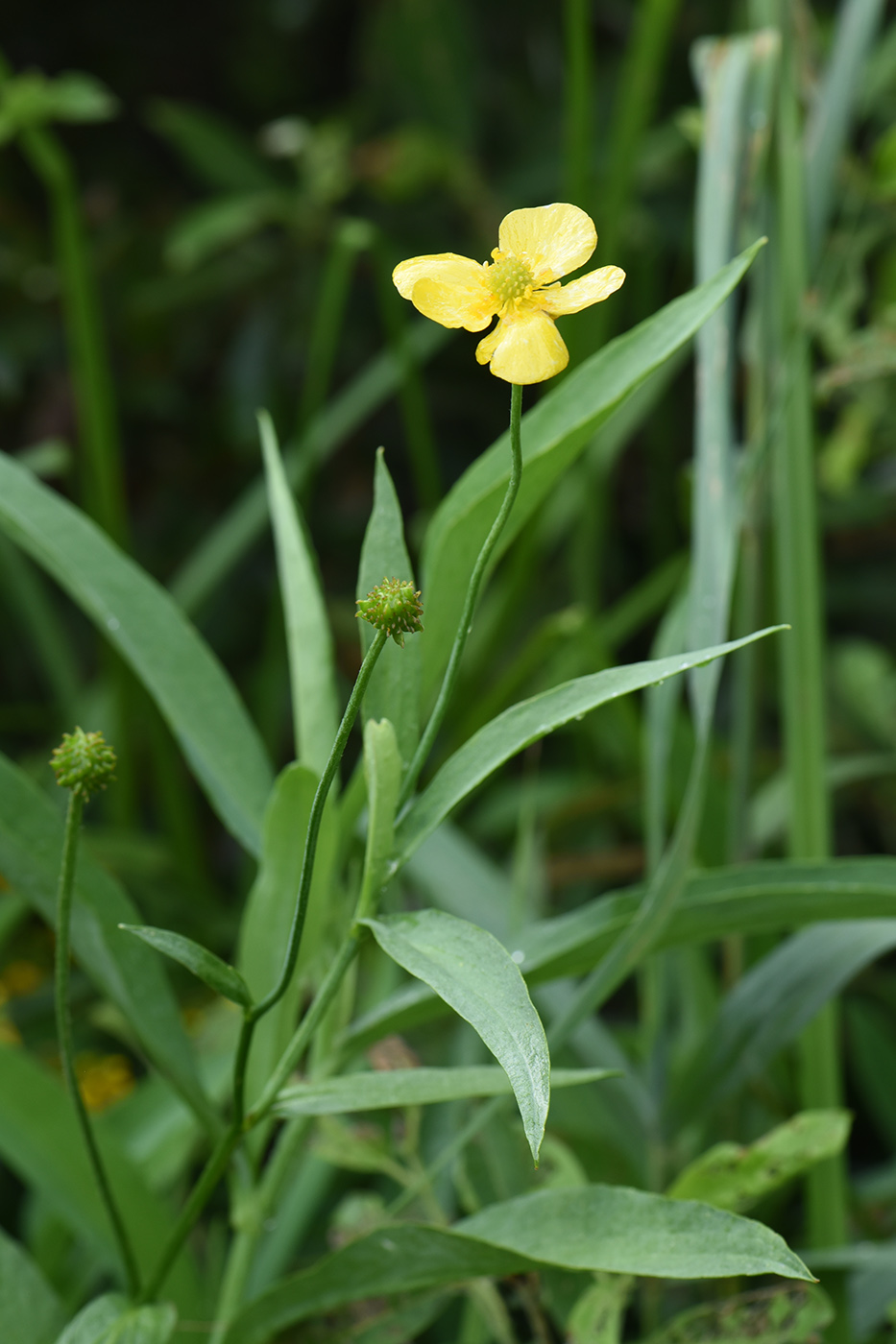 Изображение особи Ranunculus lingua.