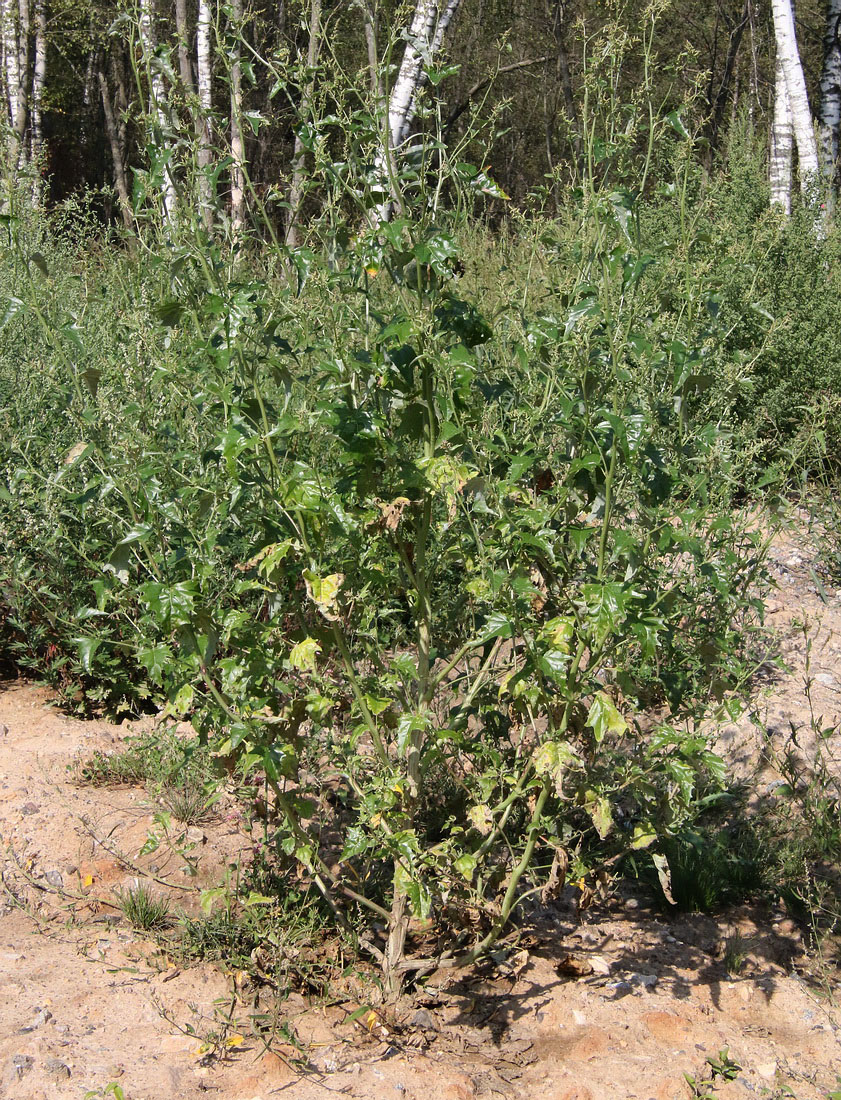 Image of Atriplex sagittata specimen.