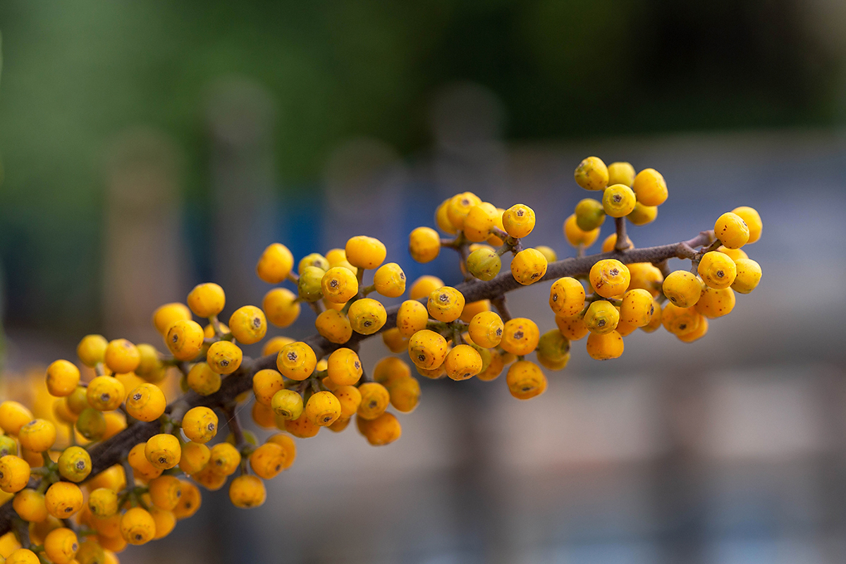 Изображение особи Heptapleurum arboricola.
