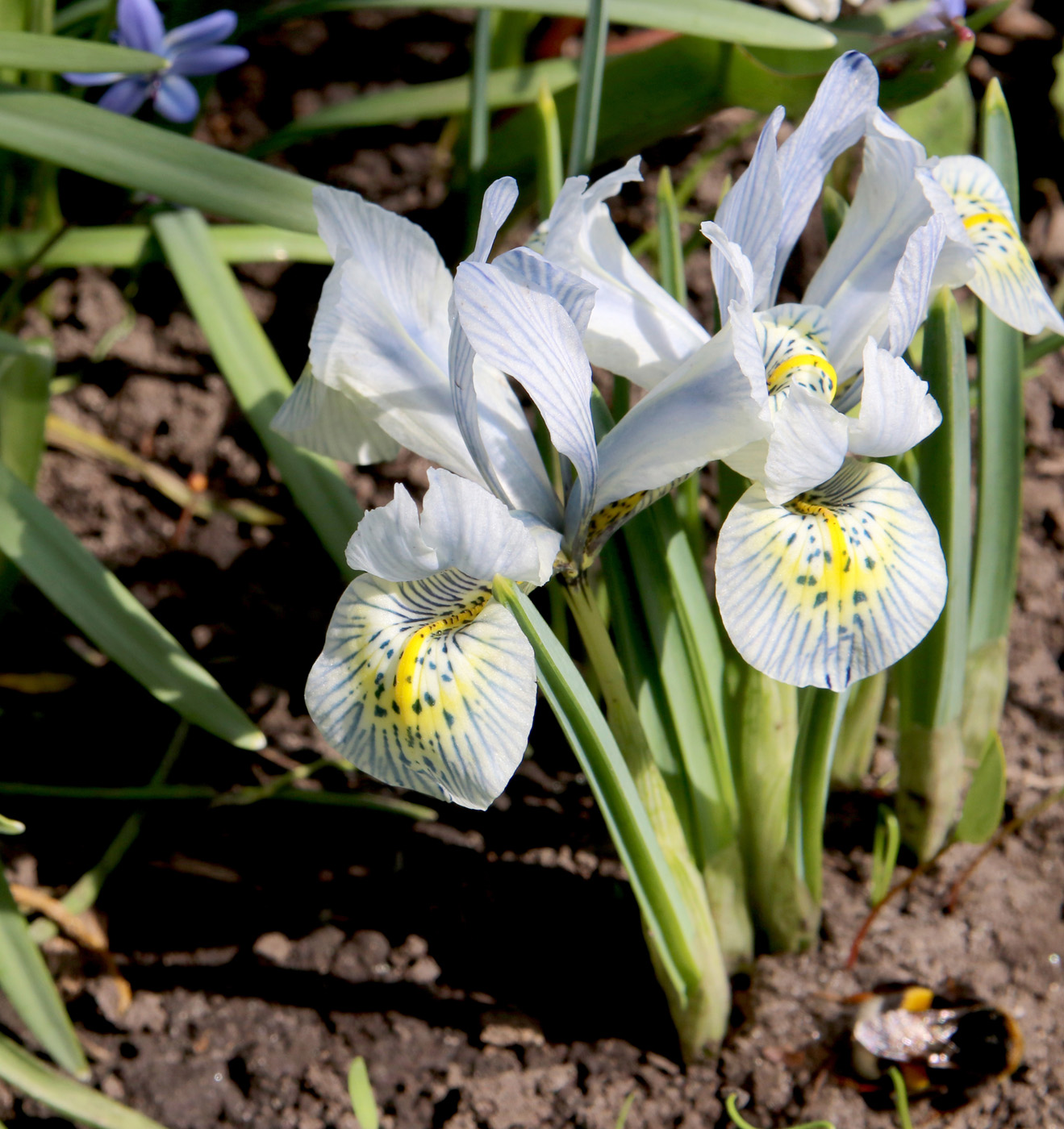 Изображение особи Iridodictyum &times; catharinae.