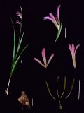 Gladiolus italicus