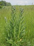 Cynoglossum officinale