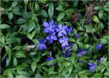 Vinca minor