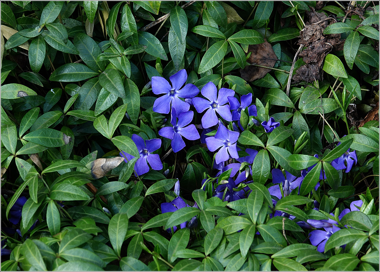 Image of Vinca minor specimen.