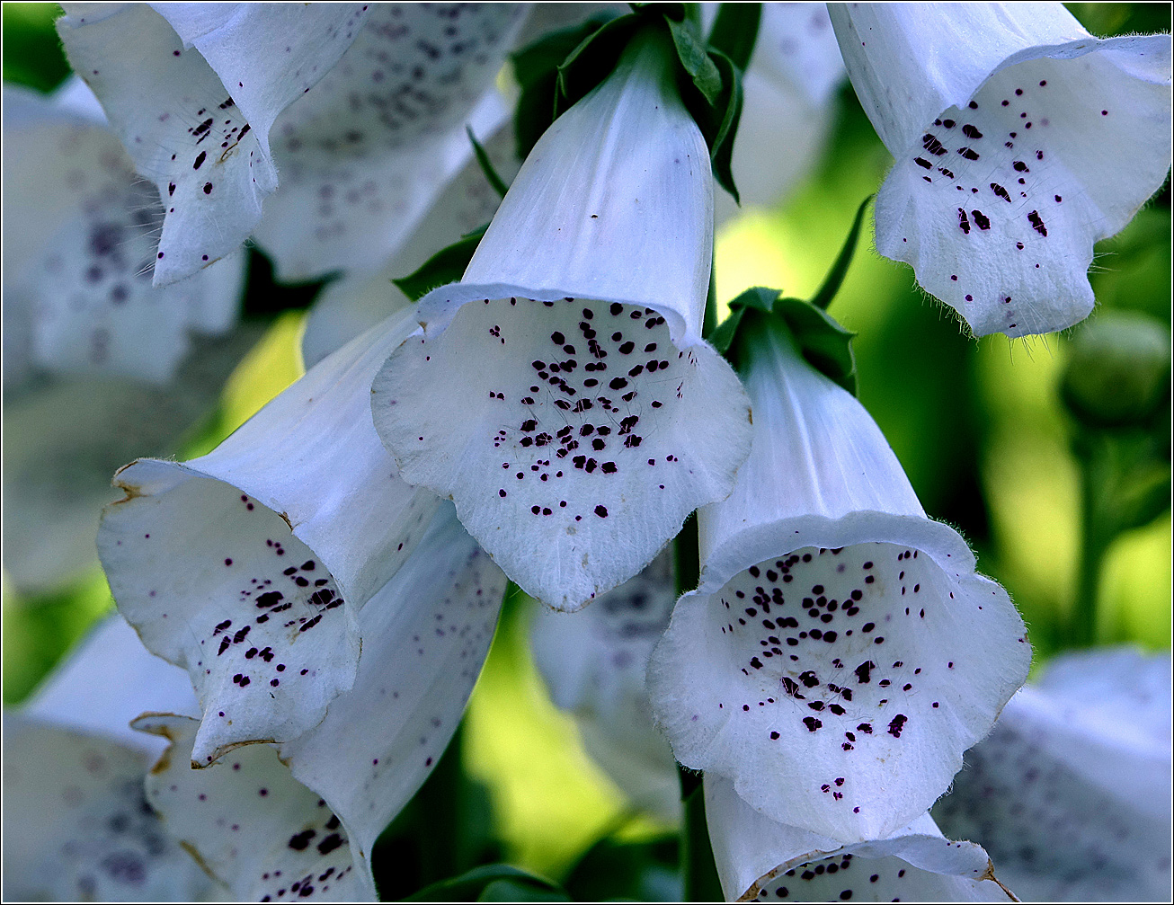 Image of Digitalis purpurea specimen.