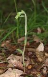 Epipactis microphylla