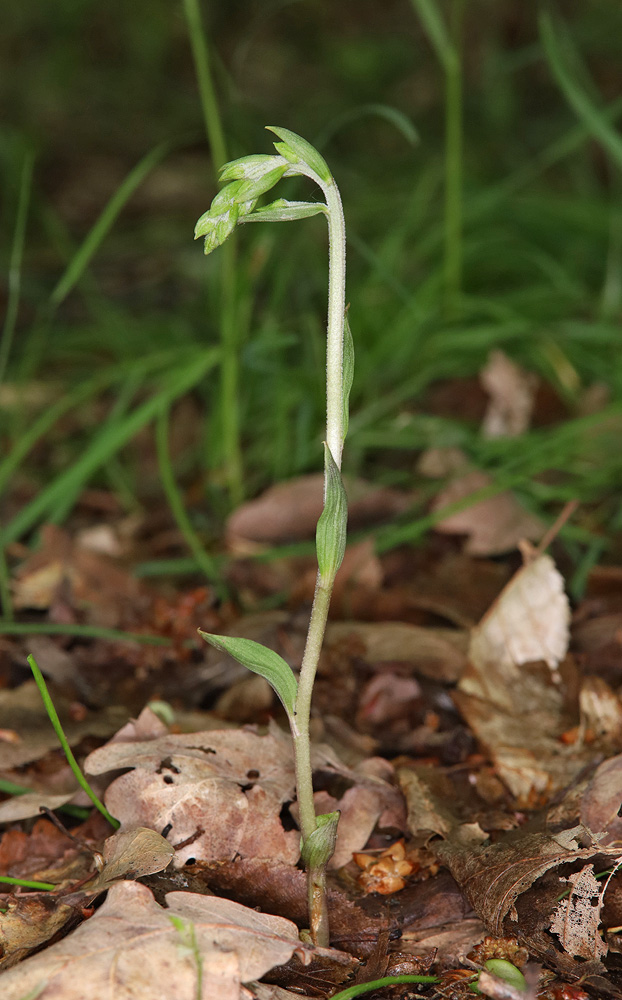 Изображение особи Epipactis microphylla.