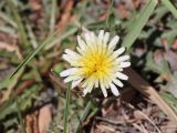 Taraxacum dealbatum