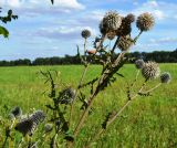 Echinops sphaerocephalus