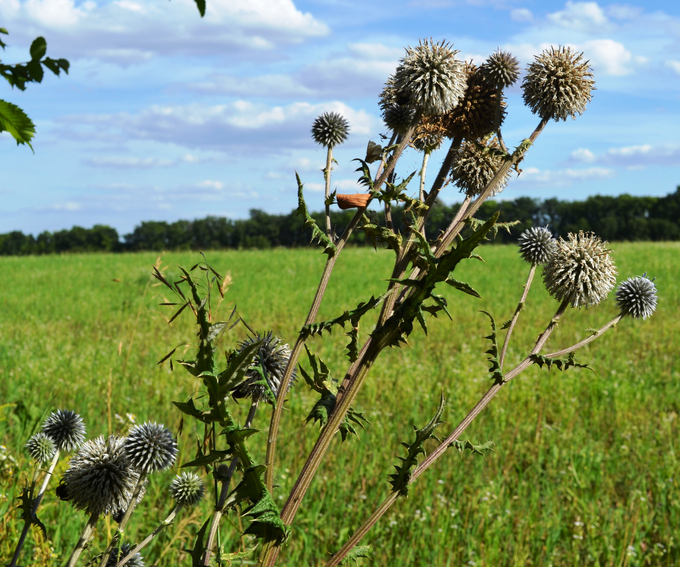Изображение особи Echinops sphaerocephalus.