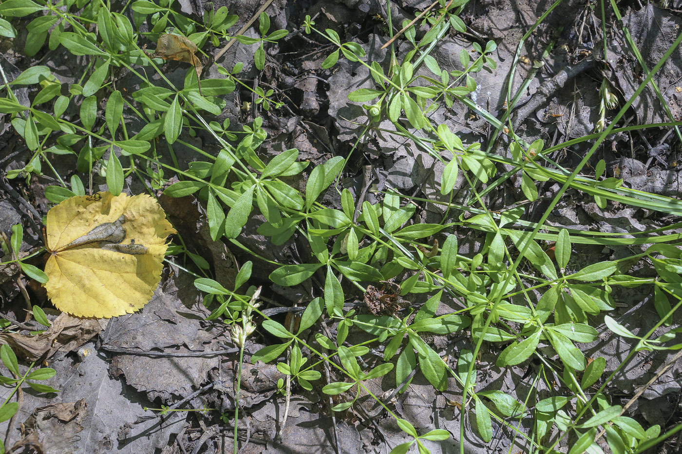 Image of Galium palustre specimen.