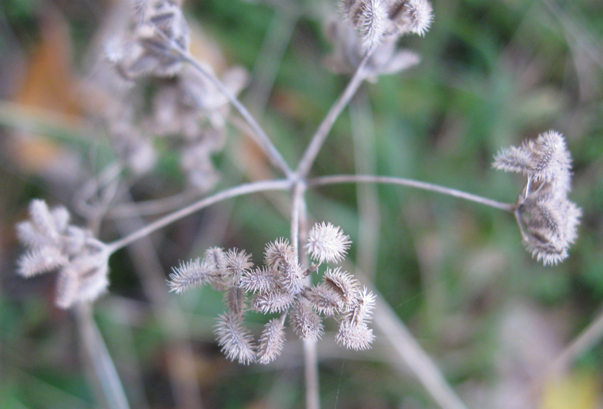 Image of Torilis arvensis specimen.