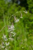 Silene nutans. Верхушка цветущей веточки. Республика Башкортостан, Белокатайский р-н, Белянковский сельсовет, окр. дер. Перевоз, долина р. Уфа, разнотравно-злаковый луг. 2 июля 2022 г.