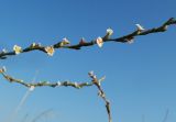 Polygonum equisetiforme