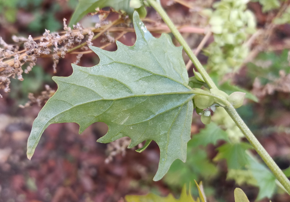 Image of Atriplex sagittata specimen.