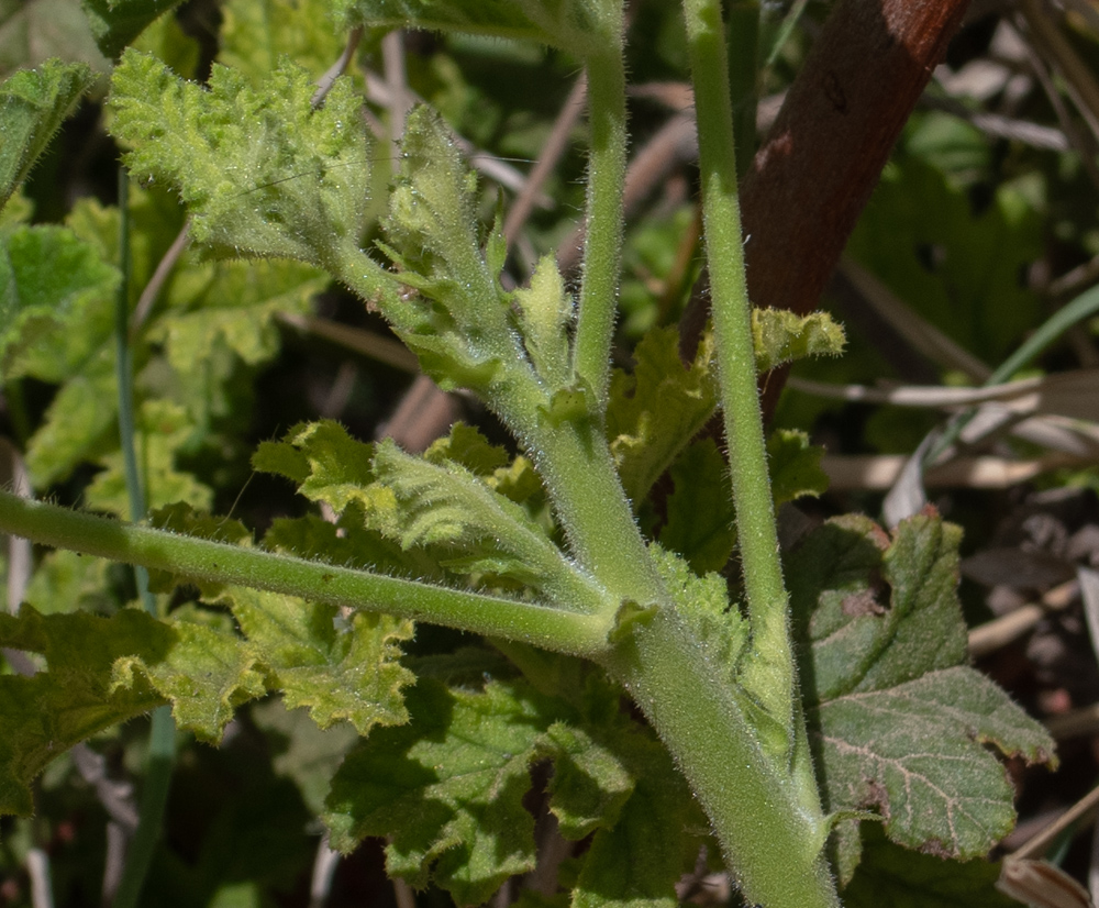 Image of Pelargonium quercifolium specimen.