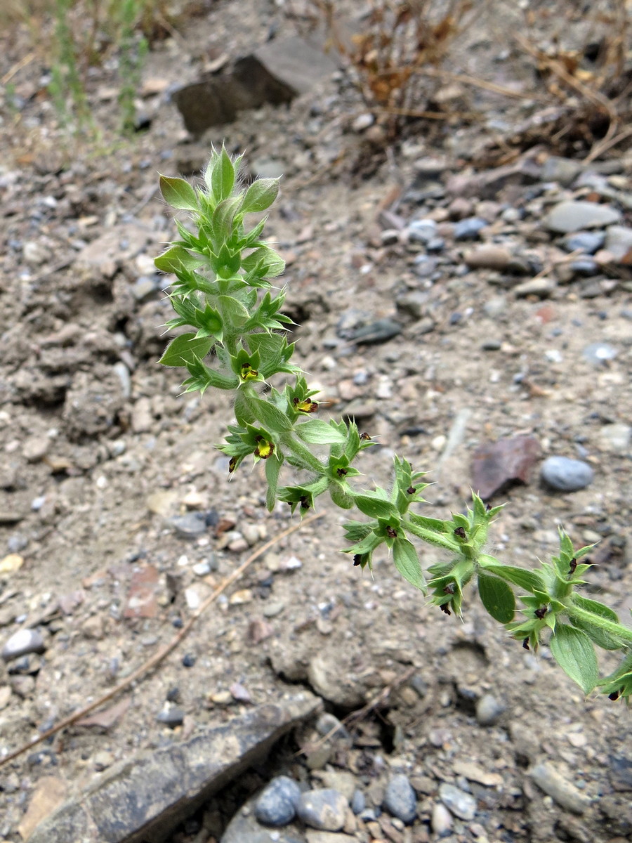 Image of Sideritis montana specimen.