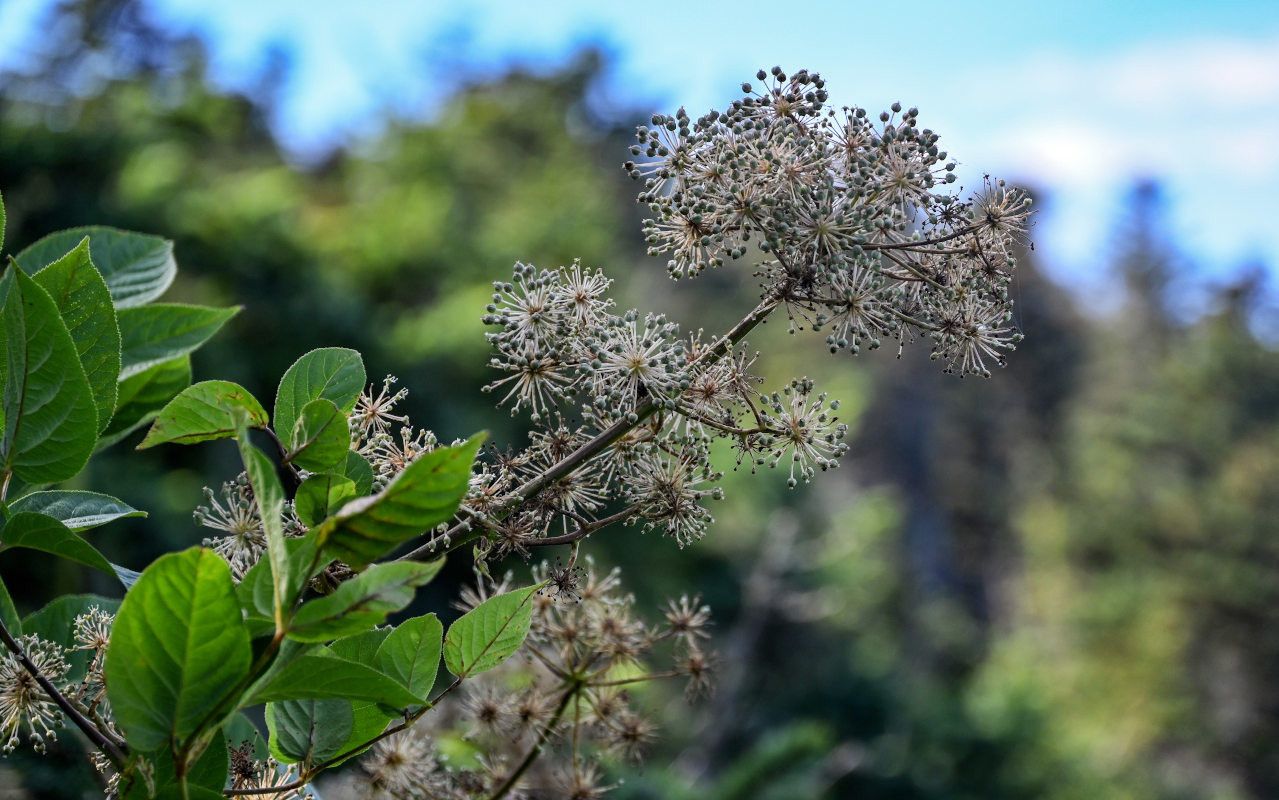 Image of Aralia cordata specimen.