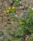 Potentilla tanacetifolia