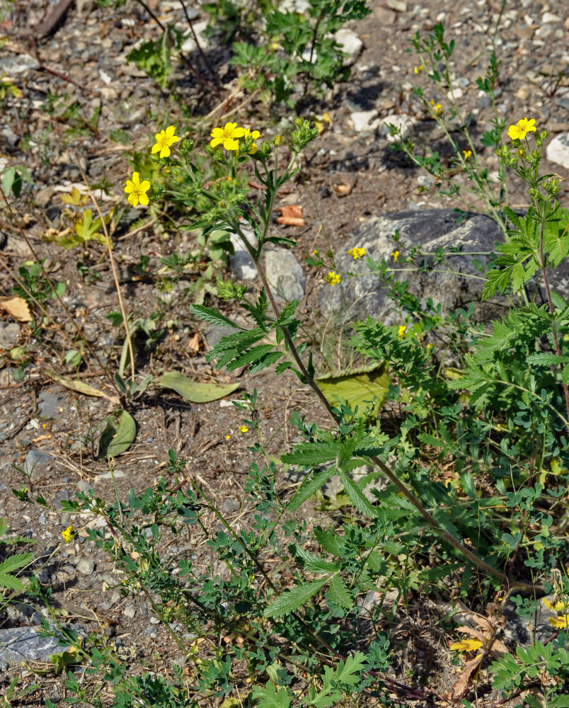 Изображение особи Potentilla tanacetifolia.