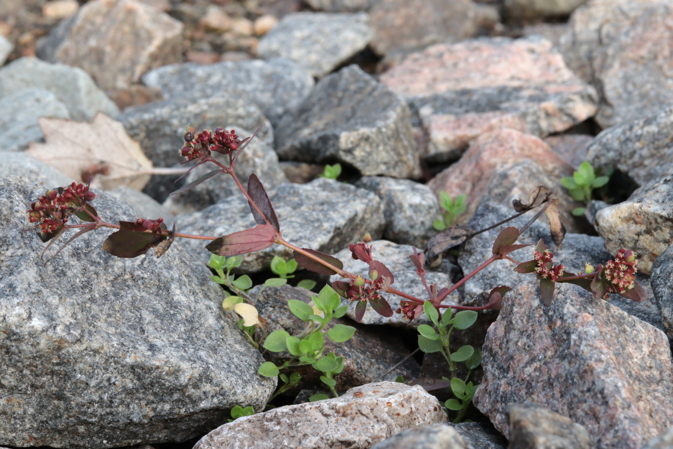 Image of Euphorbia nutans specimen.