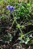 Delphinium iliense. Цветущее растение. Киргизия, Иссык-Кульская обл., Кунгей Алатау, ущ. Чолпон-Атинское, ≈2500 м н.у.м., мелкозёмистый склон. 7 августа 2022 г.