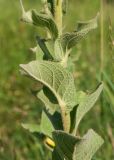 Verbascum phlomoides