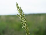 Image of taxon representative. Author is Илья Оголь