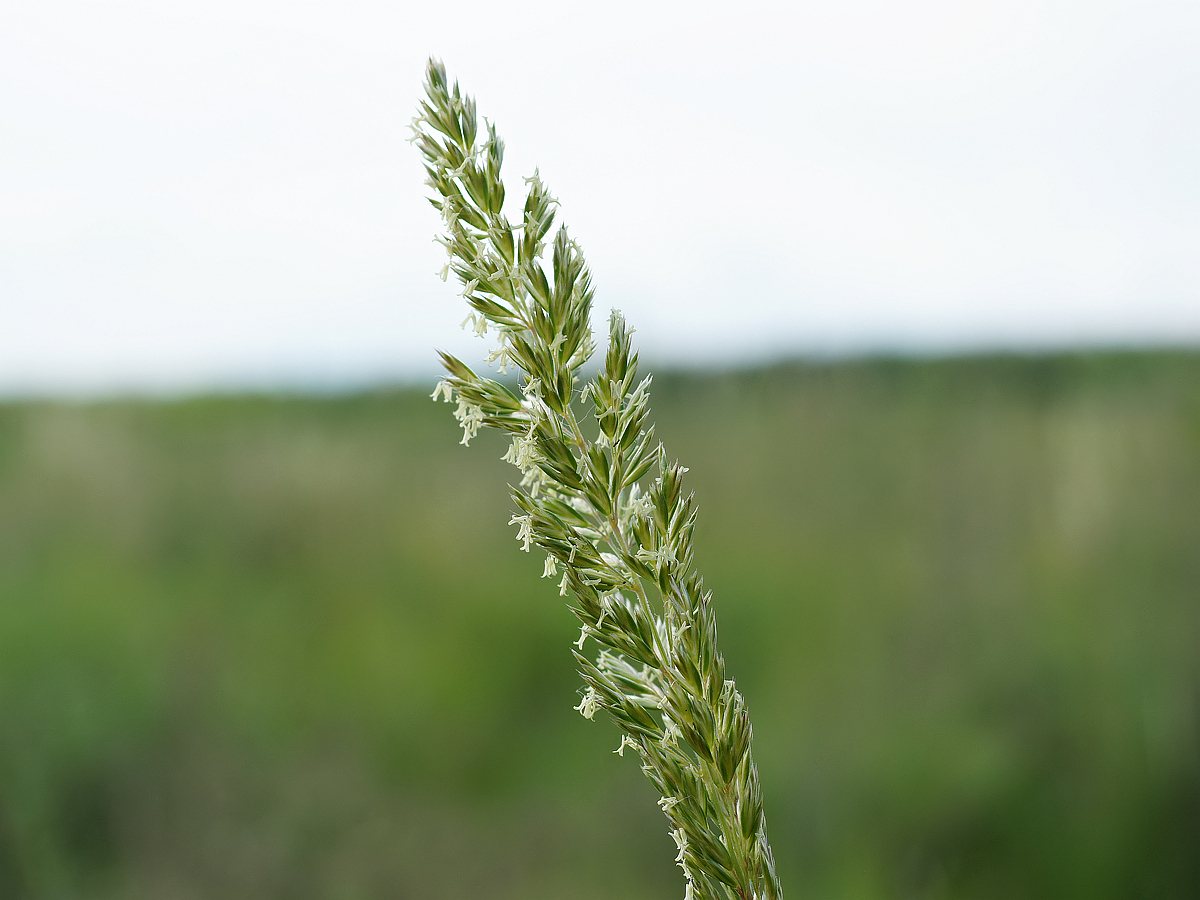 Image of genus Koeleria specimen.