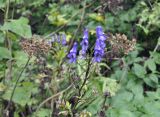 Aconitum taigicola. Общее соцветие. Приморье, Лазовский р-н, остров Петрова, опушка смешанного леса. 29.08.2022.