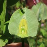 Cobaea scandens. Бутон в разрезе. Тверская обл., Весьегонск, в культуре. 25 августа 2022 г.