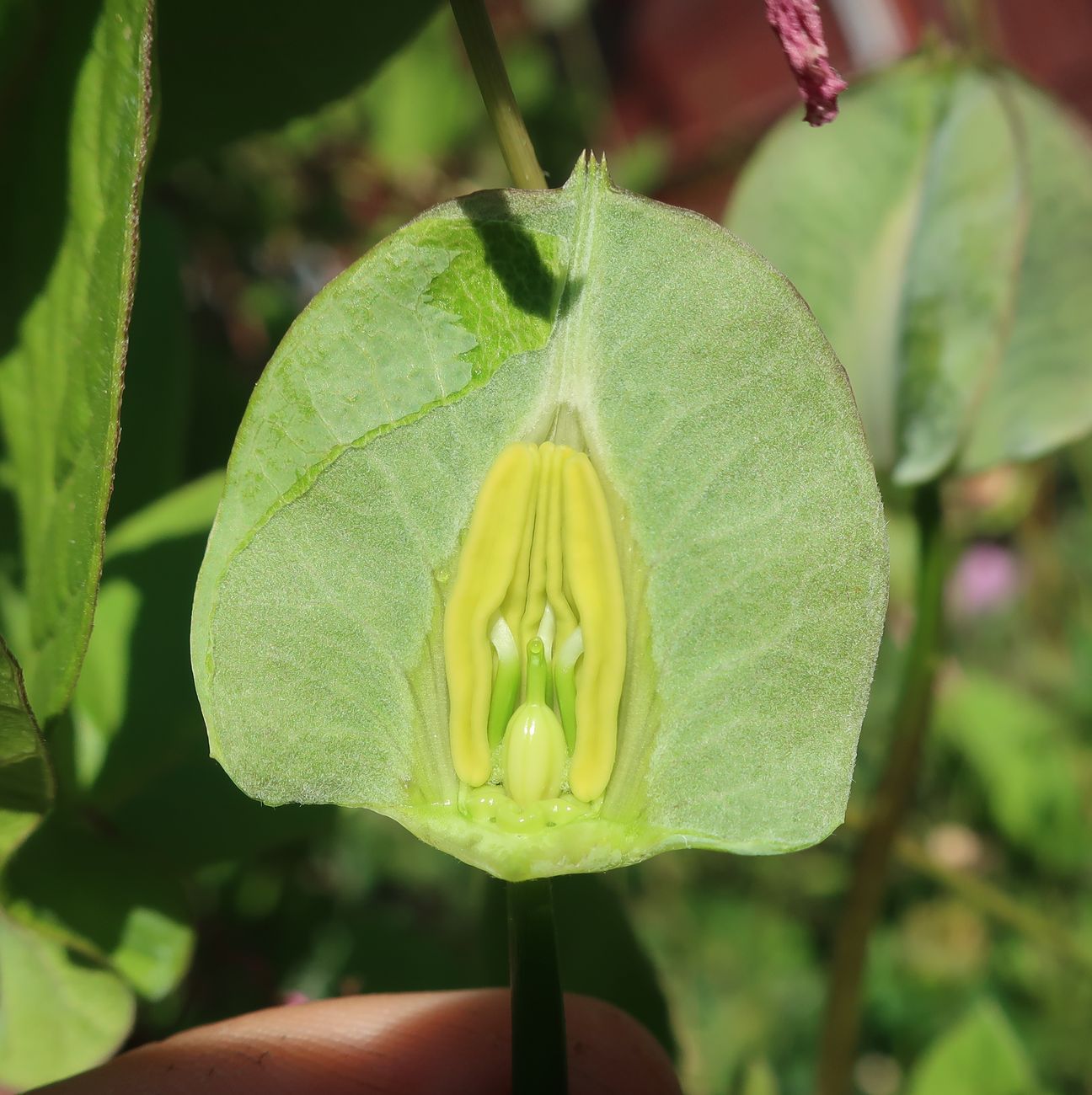 Изображение особи Cobaea scandens.