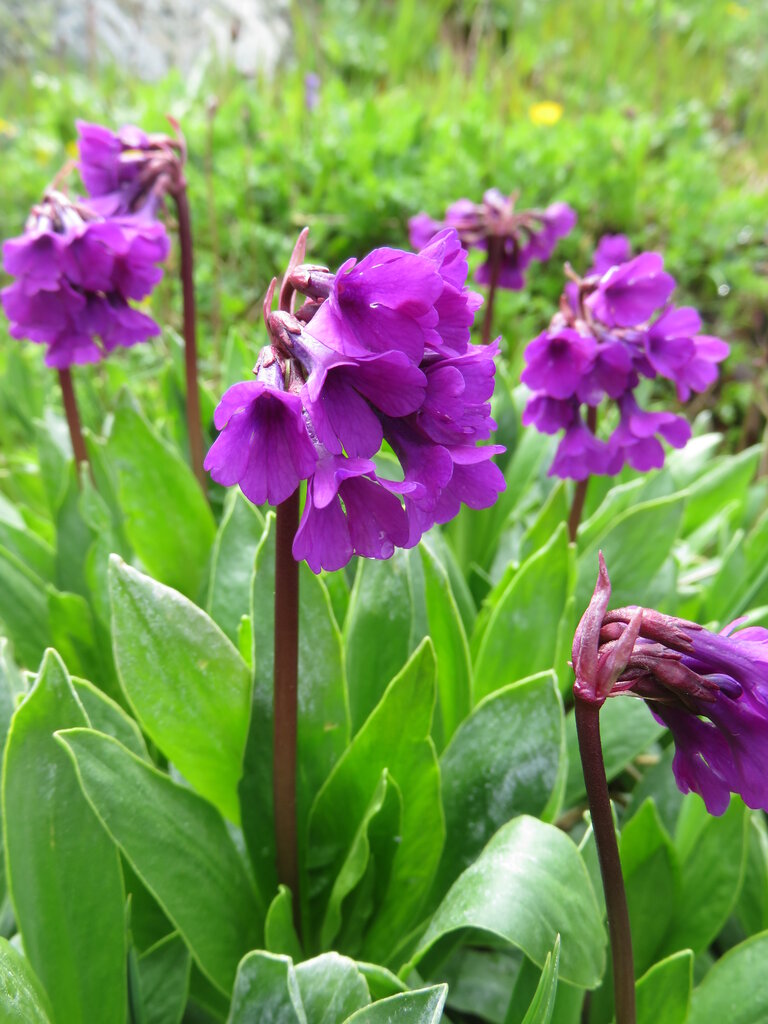 Изображение особи Primula deorum.