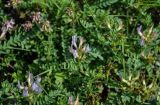 Astragalus austrosibiricus. Верхушка побега с соцветием. Алтай, Онгудайский р-н, с. Иня, ≈ 700 м н.у.м., пойменная терраса. 30.06.2021.