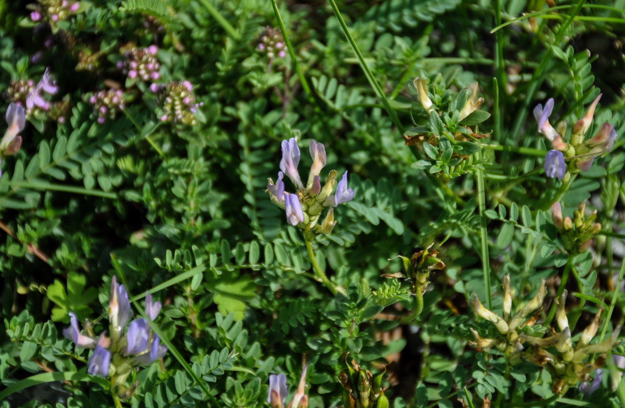 Изображение особи Astragalus austrosibiricus.