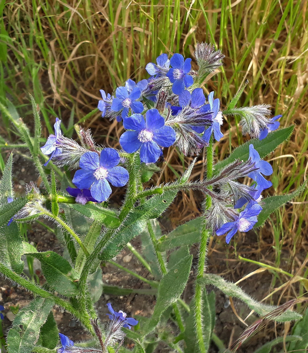 Изображение особи Anchusa azurea.