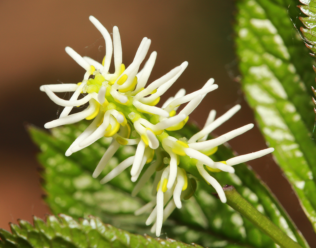 Image of Chloranthus quadrifolius specimen.