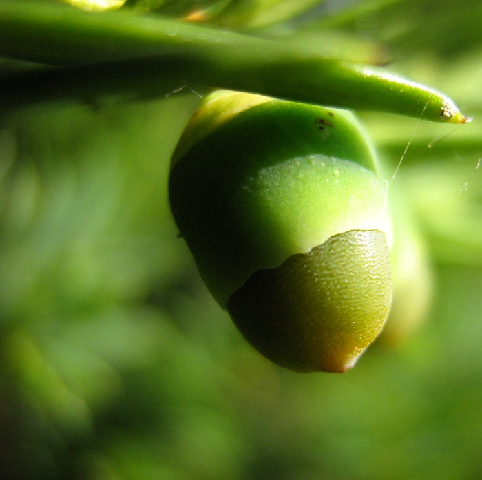 Изображение особи род Taxus.